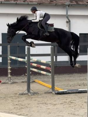 A post by @gandori on TikTok caption: Black Adam (Jenson Van’t Meulenhof X Cicero Z) 4-year-old stallion. I need a plane ticket because this horse is really flying! ✈️ #overjump #nofear #tophorse #showjumping #showjumper #showjumpinghorse #equestrian #equestrianlife #younghorse #training horse by: @ZOLTÁN MEDGYESI 