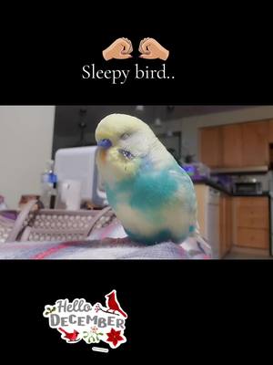 A post by @clementine_33 on TikTok caption: Sleepy Coco#petlover #fypp #bird #cutecat #parrot #photography 