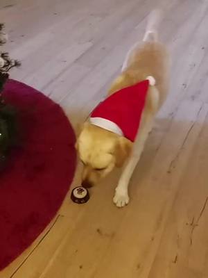 A post by @iamsam.wilson on TikTok caption: 1 Dicembre  gli auguri più belli che riceverai #comunicareconipulsanti #dogvoice #dogsound #caneintelligente #natale2024 #buonnatale 