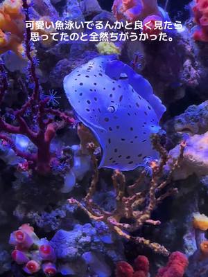 A post by @aquarium_art_design on TikTok caption: この生き物なにか教えて？👻100万回再生された動画もあるよ🪼 #謎の生物 #生き物 #アクアリウム #サンゴ水槽 