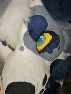 A post by @strayfurstudios on TikTok caption: woah woah woah - - - #furrycommission #furryart #caninefursuit #fursuiter #fursuiting #fursuit #furryfandom #furrycommunity #furry #fursuits #fursuitmaker #fursuitmaking #bluedog #blue #furrytiktok 