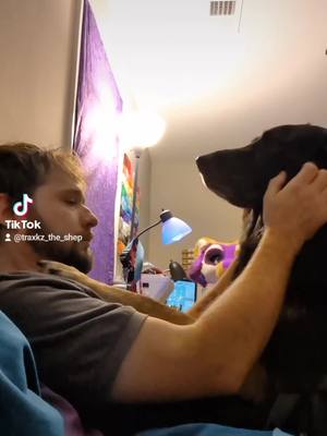 A post by @traxkz_the_shep on TikTok caption: #germanshepherdsoftiktok #germanshepherdlife 