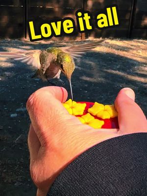 A post by @akarebear311 on TikTok caption: I love it all.  Every hummingbird, every visit!  But when they splash nectar, it’s especially fun to see in slow motion.  #hummingbirdmama #hummingbirdmoments #lovenpositivevibes #annashummingbird 