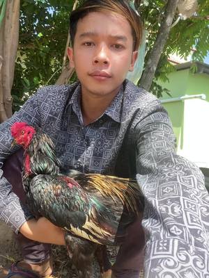 A post by @tdlyhor on TikTok caption: 🐓🫶