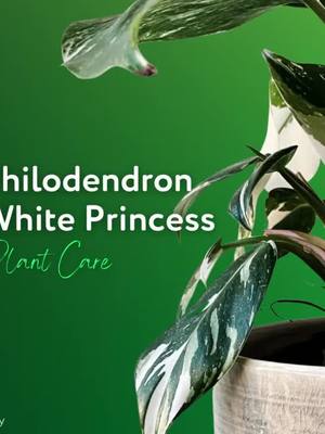 A post by @plantly.io on TikTok caption: Philodendron 'White Princess' is a hybrid of Philodendron erubescens and belongs to the Araceae family. While Philodendron erubescens is native to Colombia and Costa Rica, the origin of Philodendron 'White Princess' hybrid is unknown. Check out this plant care tip we made for you if you own one and if you don't, click the tagged product! 💚 Head to our bio to visit our site! #PhilodendronWhitePrincess #Philodendron #Araceae #PlantCareTips #Houseplant #IndoorPlants #PlantLover #PlantParent #Plantstagram #PlantCommunity