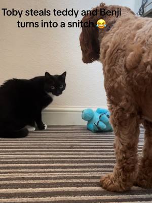 A post by @nicrush2282 on TikTok caption: Cat steals and dog snitches #catsoftiktok #dogsoftiktok #catsvdogs #catsarethebest #catsstealing #tobycat #funnycats #benjidog #catlife #petsiblings 