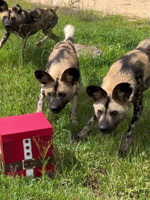 A post by @shandorlarenty on TikTok caption: What gifts should we get the animal family this year? 🎁🐾  #ShandorLarenty #GeorgeTheLion #CindyTheCheetah #AnimalChristmas #Christmas2024 #creatorsearchinsights 