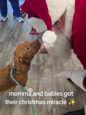 A post by @voicesforcarolinaanimals on TikTok caption: A Christmas miracle! Momma and her babies are safe and headed to our friends at @buddyandfriendsar 💙♥️ Please be sure to honor your pledges with @buddyandfriendsar to help support this family!! ♥️ If you can cover mommas pull fee costs $30, please use link in bio! 🤗