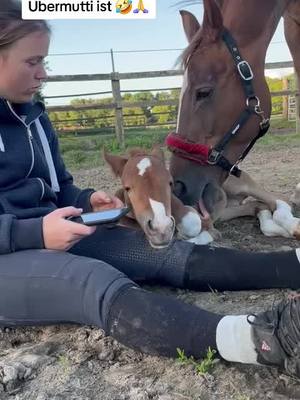 A post by @walanda_nutela on TikTok caption: Ich sag nur, immer diese Helikoptermütter🥲🤣.  #spaß#fun#bestmom#horse#mare#foal#fy#foryou#stakkatocornet#Love 