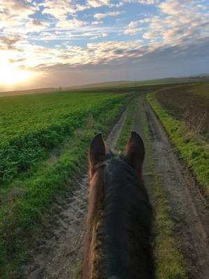 A post by @team.ginette on TikTok caption: 💙 #instapony #horserider #iberiquehorse #horseriding #horses #pureraceespagnol #horseofinsta #horseofinstagram 