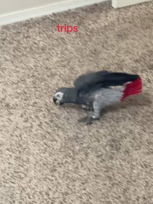 A post by @kaibird_the_african_gray on TikTok caption: #kai #africangrey #africangray #birb #smartbird #parrot #parrotsoftiktok #parrots #cag  #fyp #funnyvideo #funnymoments 