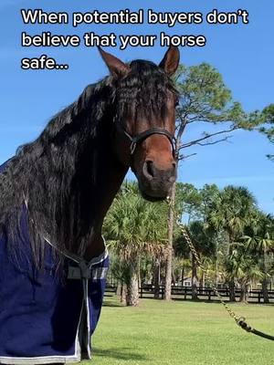 A post by @stephenhayesdressageride on TikTok caption: #fyp #equestrian #equestrianlife #horses #horse #foryoupage #horsesontiktok #horseboy #horsegirl #horseguy #dressage #equestrians #equines #horsetiktok #equinetiktok