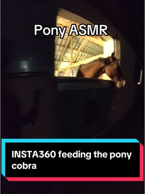 A post by @whizzywackywelsh on TikTok caption: Feeding the pony x cobra #whizzywackywelsh #insta360 #pony #equestrianlife 