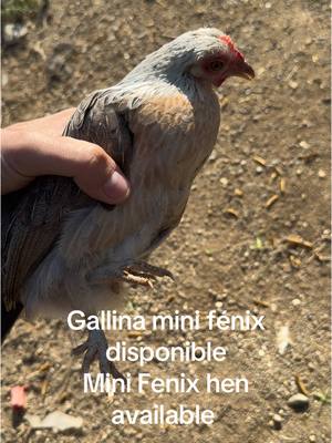 A post by @gallostumbados on TikTok caption: Gallina mini fenix disponible / Mini fenix hen available #gallostumbados #hen #gallina #pullet #minifenix #kikiriki #bantam #shipping #envio #disponible #california #209 