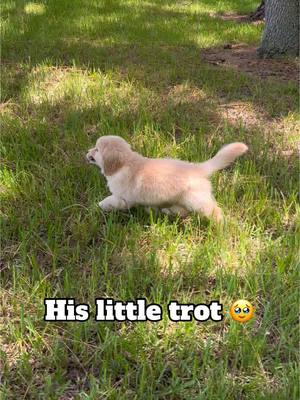 A post by @good.boy.nash on TikTok caption: That puppy trot 🥹 #babyBlaze #goldenretriever #puppytiktok 