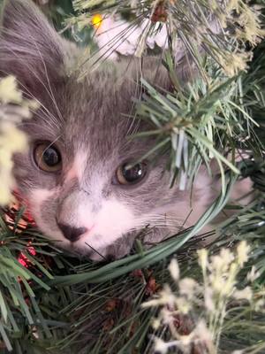 A post by @piperthedownspoutcat on TikTok caption: Cats literally think everything exists just for their enjoyment.  I’m not even attempting to put ornaments on the tree this year.  🤣 Hiw do you keep your cats from climbing the Christmas tree? 