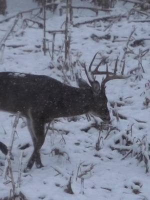 A post by @brandonquandt on TikTok caption: Fresh Snow & A Furture Giant Is Hard To Beat #deerhunting #hunting #whitetail #bowhunter #wildlife #deertok 