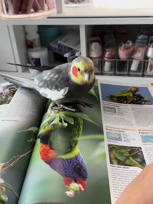 A post by @yumyumthetiel on TikTok caption: Yums is a scholar at heart #cockatiel #bird #yumyumthetiel #parrot #parrotsoftiktok #cockatielsoftiktok 