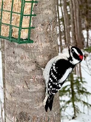 A post by @piperthedownspoutcat on TikTok caption: The downy woodpecker and the hairy woodpecker are very similar.  The downy woodpecker is smaller (6”) and the hairy woodpecker is slightly larger (9”).  They love suet, especially this one that is hung in a tree on the edge of the forest.