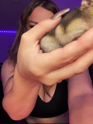 A post by @helovekay on TikTok caption: Yea b*tch get offa me. #fyp #broccoli #hamster #viral 