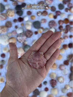 A post by @emily.netzel on TikTok caption: Let’s clean some seashells together! 🐚✨ Follow @Kinda Coastal on Tiktok & Instagram for all the small business updates 🫶🏻 #SmallBusiness #beachjewelry #handmadejewelry #kindacoastal #shelljewelry #shellcollection #cleaningshells #howto #letsgoshelling #shelling #shellhunting #shellcleaning #beachfinds #shellfinds 