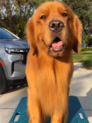 A post by @good.boy.nash on TikTok caption: Nash loves a spa day 😌🥰 #Nashie #goldenretriever #SelfCare 