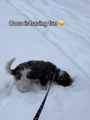 A post by @_yniz22 on TikTok caption: #sweetandfunny❤️ #ilovetiktok❤️ #havingagoodday #justwatchplease #szchnauzer #cocodog #snowingday 