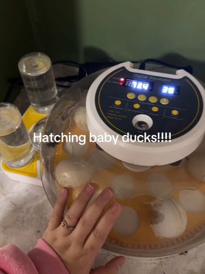 A post by @charityandfam on TikTok caption: I know this is a crazy thing for me to do in the winter 😂😂😂😂#ducklings #sahm #homsteadingtiktok #chickentok #homsteading #ducktok #chickeneggs #duckeggs