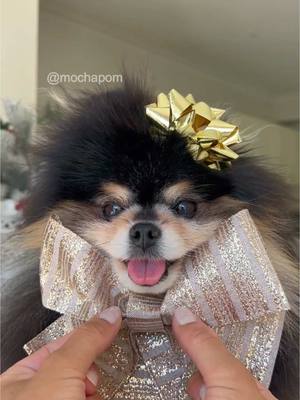 A post by @mochapom on TikTok caption: All I want for Christmas is YOUUUUU ✨ #pomeranian #dog  