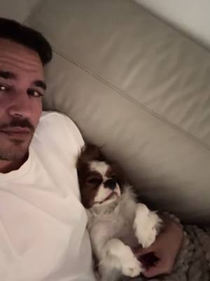 A post by @lev_king_charles on TikTok caption: Life #kingcharlescavalier #dog #cute 