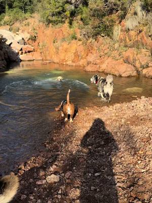 A post by @ricobtz on TikTok caption: Col de Belle Barbe 🐺 #fyp #pourtoi #foryou #prt #husky #dogfriend #malinois #goldenretriever #bassethound #huskylife #bellebarbe 