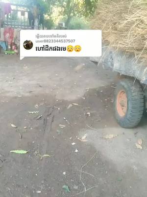 A post by @soksan955 on TikTok caption: ការឆ្លើយតបនឹង @user8823344537507 បោកងៃអាទិត្យមេមកជួយដឹកកន្តាប់ផងមេ #ប៉ា ឃីម#ចេញដឹកទៀតហើយមេមេ✓✓✓🥰😘 