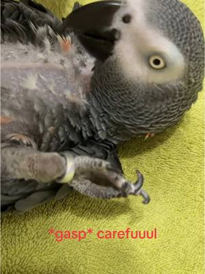 A post by @kaibird_the_african_gray on TikTok caption: Kai’s long overdue manicure/pedicure #kai #talkingparrot #parrot #parrotsoftiktok #africangrey #africangray #africangrayparrot #cute #funny #viral #talkingbird #birb #bird #fyp 