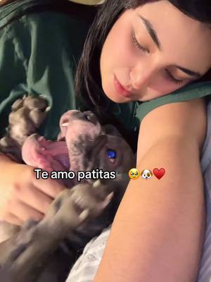 A post by @jazminflores190120 on TikTok caption: #amorcito #microbully #amorverdadero #migordo #fyp #tiktokviral #parat 