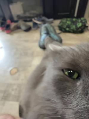 A post by @my2bits0 on TikTok caption: My nebelung cat