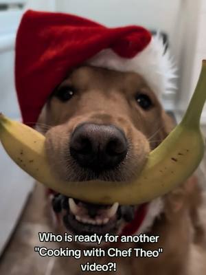 A post by @theobearthegolden on TikTok caption: Haven't done one of these in a while... so here goes nothing!!  ⚠️flash warning  #sillydog #goldendogs #goldenretrievers #FoodTok #cookingvideo #dogswhocook #foryou #fyp #canadian #theobearthegolden #theobear 