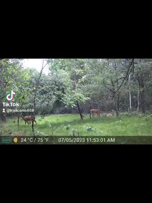 A post by @gcsphotography on TikTok caption: #viralanimals #funny #fyp #viral #redneck #animalsoftiktok #hunting #deer #cuteanimals #babyaninals #fawns 