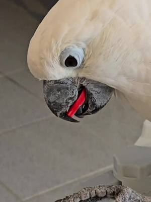 A post by @pennythecockatoo on TikTok caption: Feel like I'm about to choke every time she does this with pieces of wood! #🤭 #Fyp #❤️