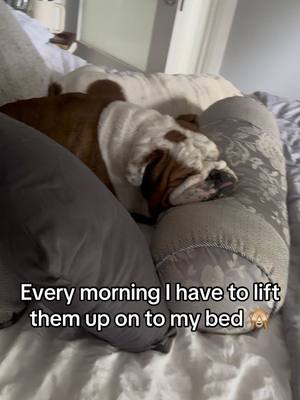 A post by @martakellett on TikTok caption: How can i stop this 😂They loving the bed 😂#bulldogs #englishbulldog #funnydogs #lovemydog #sleeping #spoiled 