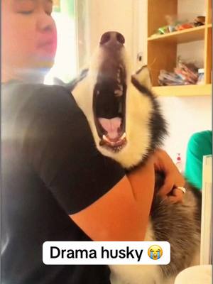 A post by @animalsare_funny on TikTok caption: Husky drama 😂 Funny husky videos #dog #funnyanimals #funnypets #fyp 