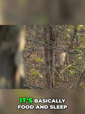 A post by @theaveragehunteroutdoors on TikTok caption: Why Bucks Rub: Understanding Deer Behavior This Season Learn why deer start to rub and scrape during the fall season. We'll explore how food, sleep, and rising testosterone levels influence bucks' behavior, why they spar, and what it signifies about their territory and mating strategies. Join us for fascinating insights into their world! #DeerBehavior #WildlifeInsights #BuckRubbing #HuntingSeason #NatureExplained #AnimalBehavior #OutdoorAdventure #HuntingTips #WildlifeObservation #FallHunting