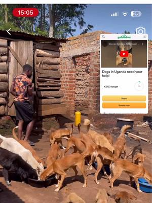 A post by @chaos_millix on TikTok caption: Please help this dogs 🫶🏻 Insta: Zziwa_dogscare_center  Gofundme: https://gofund.me/5014838a                                     #help #dog #dogsoftiktok #uganda #needhelp 