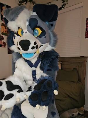 A post by @strayfurstudios on TikTok caption: its like another language to people who don't know - - - #furryart #blue #furrytiktok #bluedog #fursuitmaking #fursuitmaker #fursuits #furry #furrycommunity #furryfandom #fursuit #fursuiting #fursuiter #furrycommission #furryconvention #furrydrama #beware 