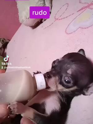 A post by @crilinelchihuahuatiktok on TikTok caption: #paratiiiiiiiiiiiiiiiiiiiiiiiiiiiiiii @OficialChuponcito #foryoupage #fypシ #trend #chihuahuastiktok #tiernosperritos #paratiiiiiiiiiiiiiiiiiiiiiiiiiiiiiii #fypシ #foryoupage 