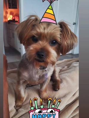 A post by @kiki.marie4 on TikTok caption: Happy Birthday Lola 🎂 🥳 🎉  #dog #mom #yorkie 