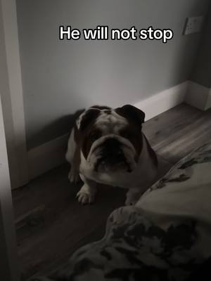 A post by @martakellett on TikTok caption: I thinkni need help 😂😂#bulldogs #englishbulldog #lovemydog #spoiled #dogsoftiktok #lotsofdogs 