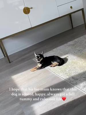 A post by @janickakondasova on TikTok caption: #fypシ #doglovers 