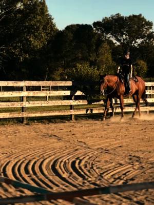 A post by @wisetiger on TikTok caption: Diva 😍 #equestrian #horse #mare #quarterhorse #equestriansoftiktok 