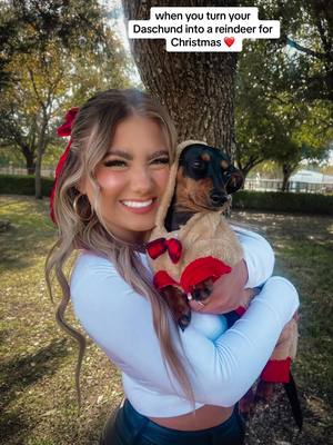 A post by @libbylanemusic on TikTok caption: he was not happy about the pictures 😂 #fyp #daschund #puppy #christmasdog #christmastime 