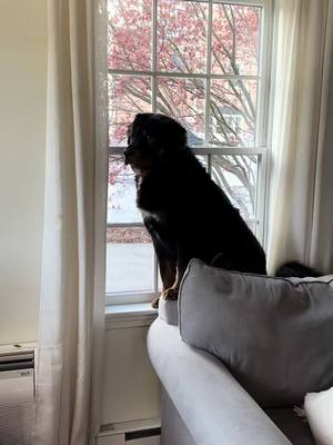 A post by @babywallybear on TikTok caption: Foster princess Harlow  apparently likes hanging on the window sil.  #tibetanmastiff 